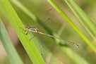 Lestes virens